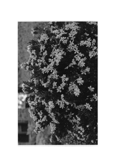 Figure 1 of US plant patent PP30894, the photograph of RLH-GA1 printed in the patent.