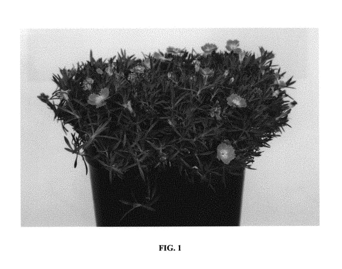 Figure 1 of US plant patent PP30895, the photograph of A12231-0 printed in the patent.