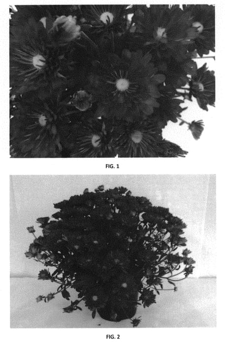 Figure 1 of US plant patent PP30896, the photograph of CIFZ0064 printed in the patent.