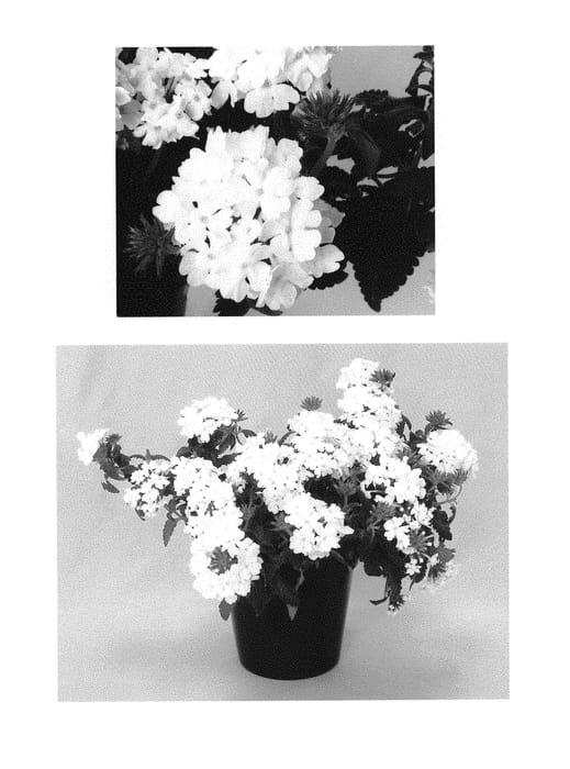 Figure 1 of US plant patent PP30897, the photograph of RIKA1832M3 printed in the patent.