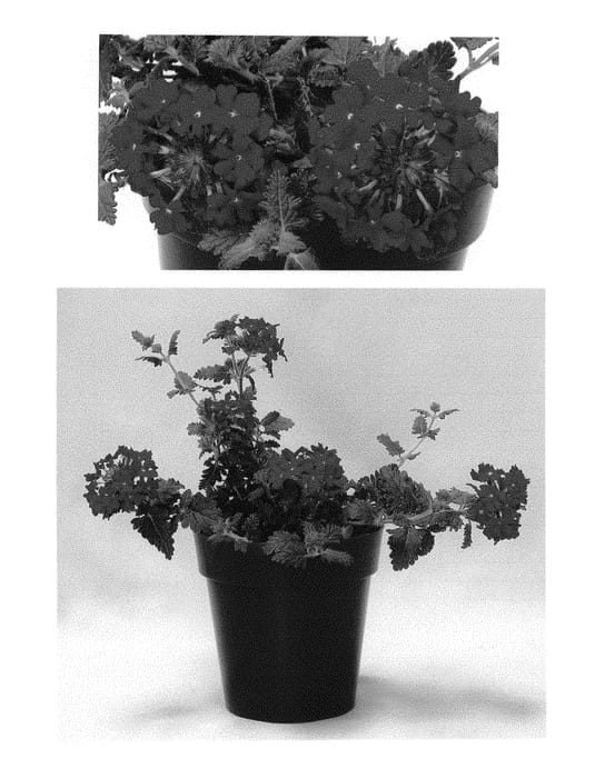 Figure 1 of US plant patent PP30898, the photograph of RIKAV44501 printed in the patent.