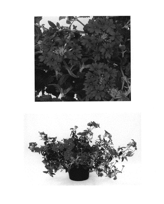 Figure 1 of US plant patent PP30899, the photograph of RIKAV45801 printed in the patent.
