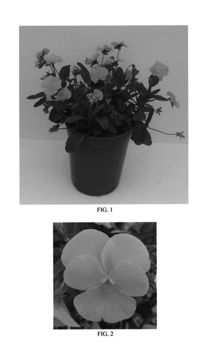 Figure 1 of US plant patent PP30900, the photograph of Halo Golden Yellow printed in the patent.
