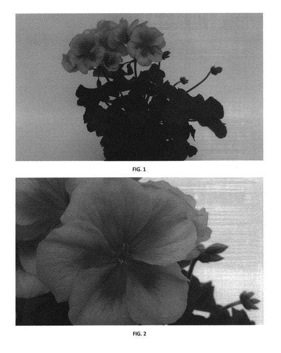 Figure 1 of US plant patent PP30901, the photograph of PEQZ0042 printed in the patent.