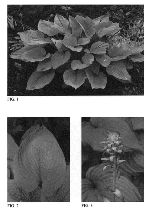 Figure 1 of US plant patent PP30902, the photograph of Age of Gold printed in the patent.