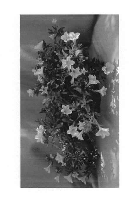 Figure 1 of US plant patent PP30903, the photograph of Dopetsunye printed in the patent.