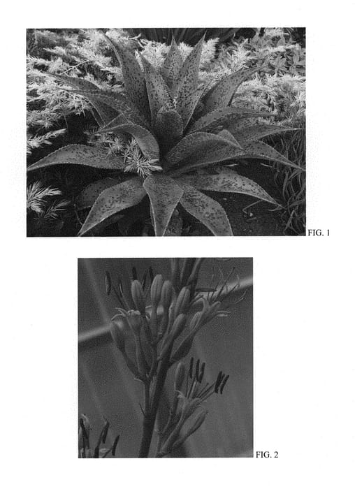Figure 1 of US plant patent PP30904, the photograph of Freckles and Speckles printed in the patent.