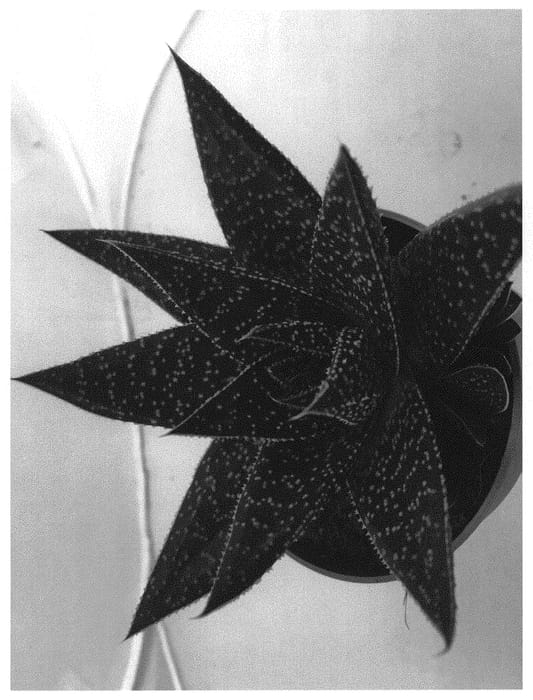 Figure 1 of US plant patent PP30905, the photograph of D Delta printed in the patent.