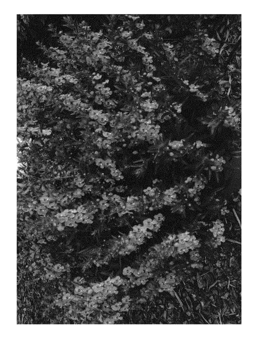 Figure 1 of US plant patent PP30906, the photograph of Ansteel printed in the patent.