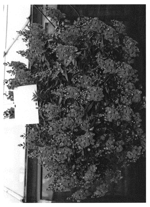 Figure 1 of US plant patent PP30907, the photograph of Ancasblu printed in the patent.