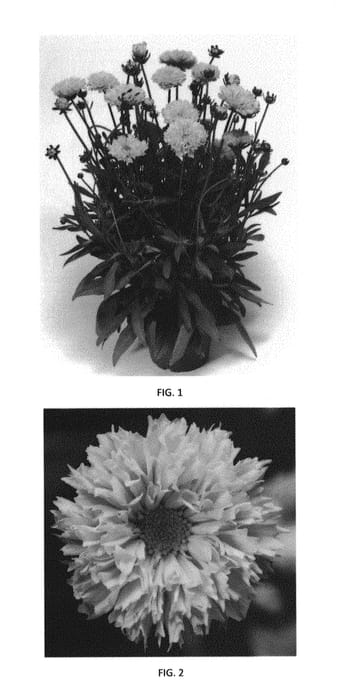 Figure 1 of US plant patent PP30908, the photograph of CSGZ0005 printed in the patent.