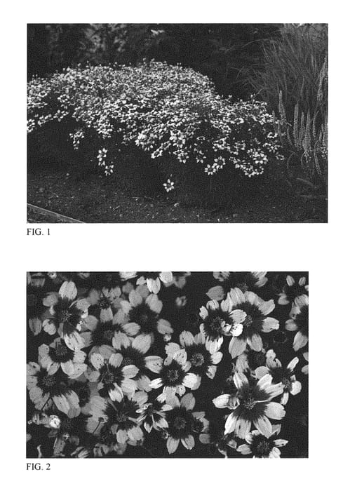 Figure 1 of US plant patent PP30909, the photograph of Red Hot Vanilla printed in the patent.