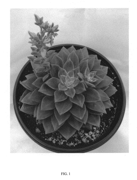 Figure 1 of US plant patent PP30910, the photograph of SOLAR FLARE printed in the patent.