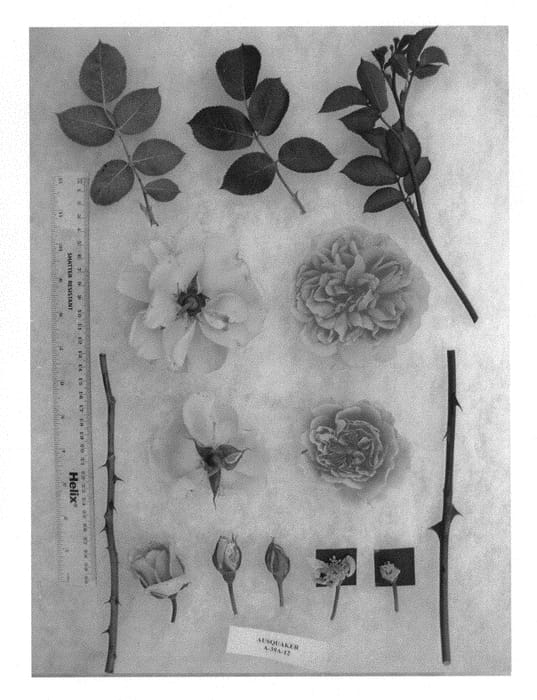 Figure 1 of US plant patent PP30911, the photograph of AUSquaker printed in the patent.