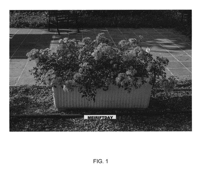 Figure 1 of US plant patent PP30912, the photograph of MEIRIFTDAY printed in the patent.