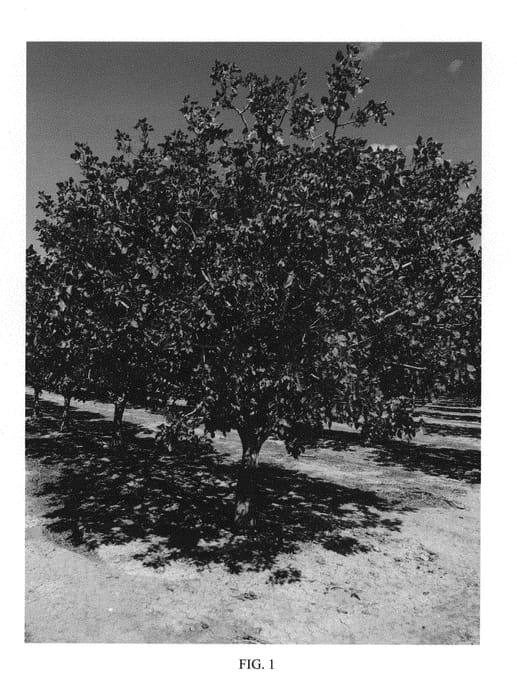 Figure 1 of US plant patent PP30913, the photograph of UCB1-D11 printed in the patent.