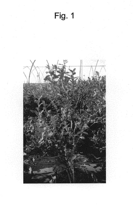 Figure 1 of US plant patent PP30914, the photograph of RYOKU NH-13 printed in the patent.