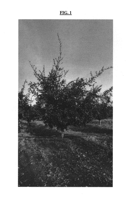 Figure 1 of US plant patent PP30915, the photograph of YAIN printed in the patent.