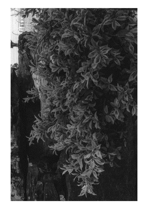 Figure 1 of US plant patent PP30916, the photograph of GNC CAM1 printed in the patent.