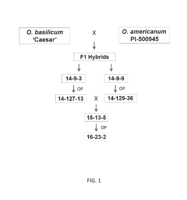 Figure 1 of US plant patent PP30917, the photograph of UF16-23-2 printed in the patent.
