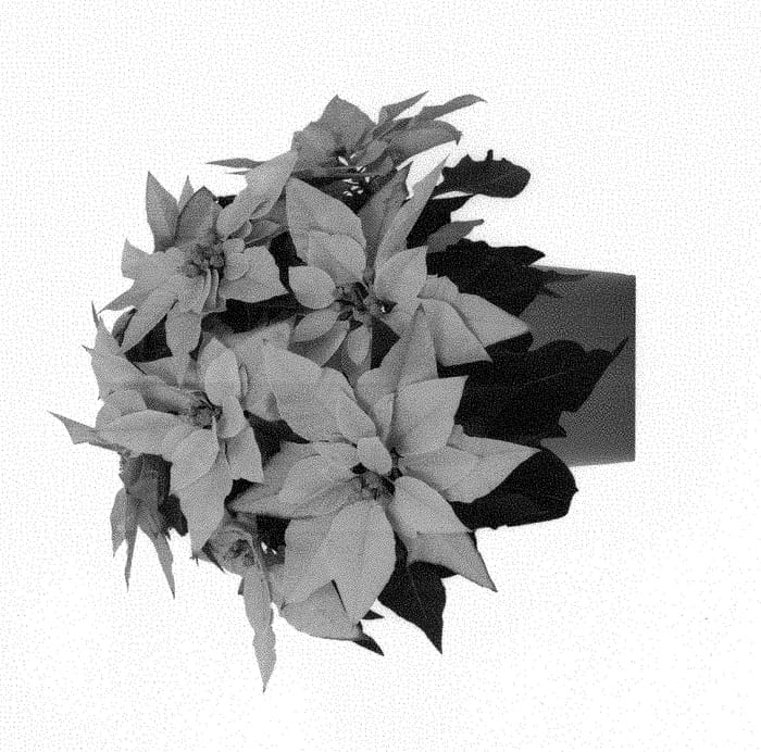 Figure 1 of US plant patent PP30919, the photograph of Duepojadopin printed in the patent.