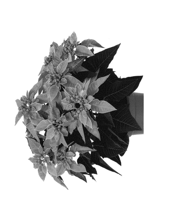 Figure 1 of US plant patent PP30920, the photograph of Duepojadohopi printed in the patent.