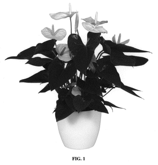 Figure 1 of US plant patent PP30921, the photograph of ANTHFRAXK printed in the patent.