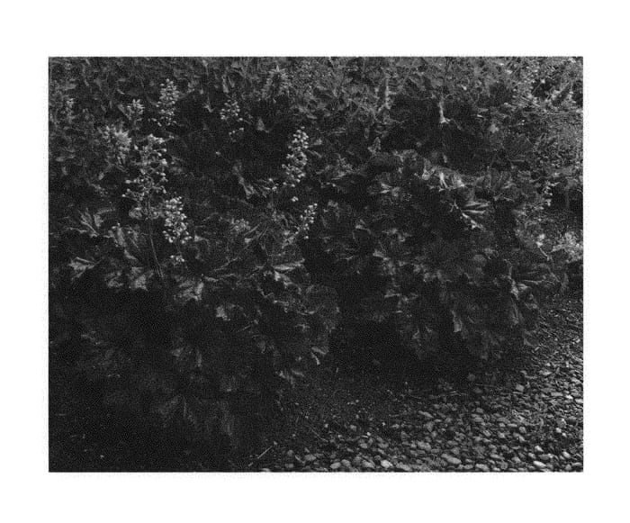 Figure 1 of US plant patent PP30922, the photograph of TNHEUGB printed in the patent.