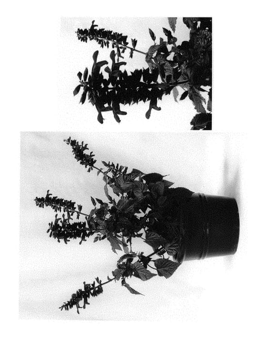 Figure 1 of US plant patent PP30923, the photograph of BBSAL00301 printed in the patent.