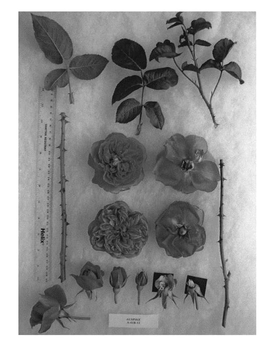 Figure 1 of US plant patent PP30924, the photograph of AUSpike printed in the patent.