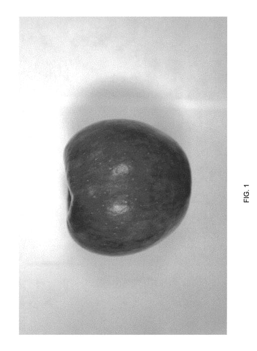 Figure 1 of US plant patent PP30925, the photograph of Cherry Parfait #19 printed in the patent.