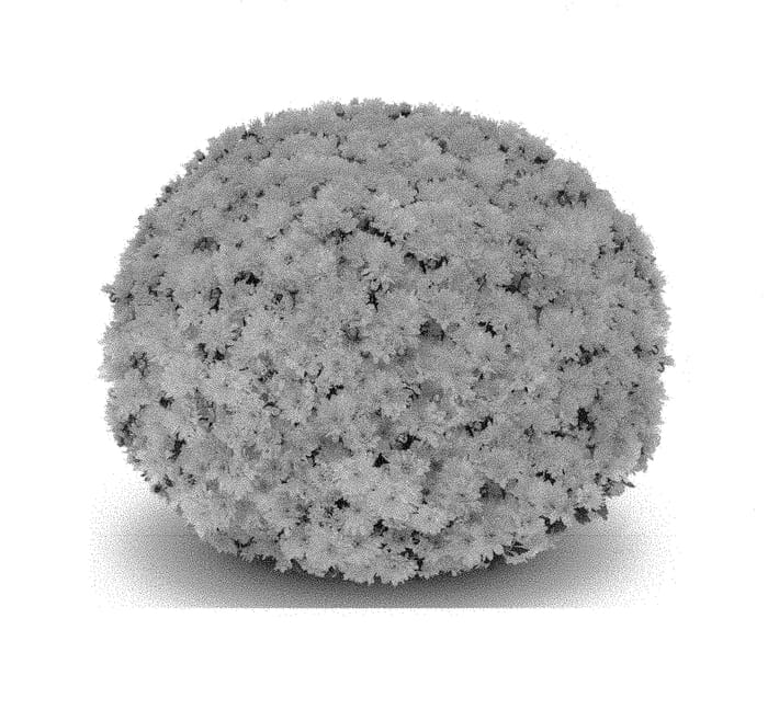 Figure 1 of US plant patent PP30927, the photograph of GED18ARL2Y printed in the patent.