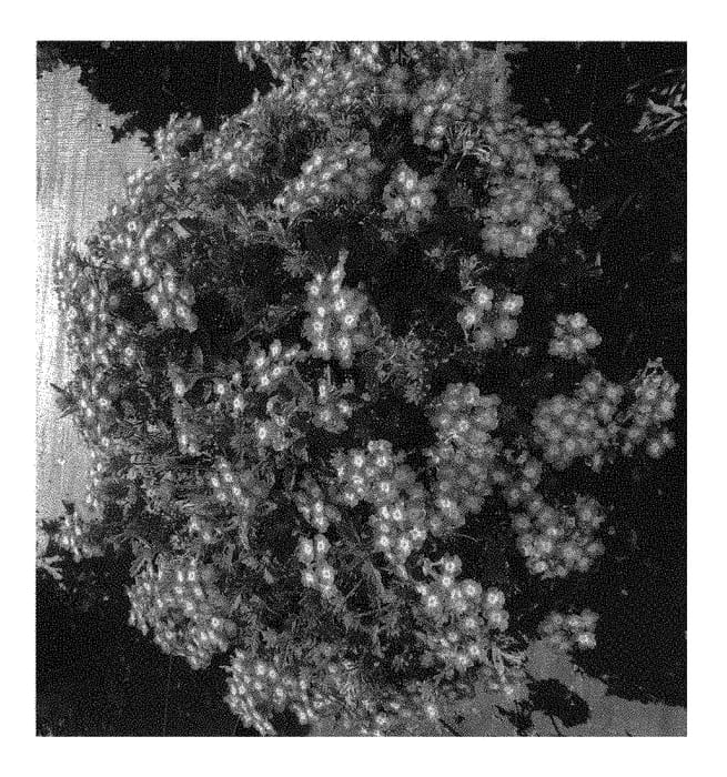 Figure 1 of US plant patent PP30928, the photograph of Dovemsulc printed in the patent.