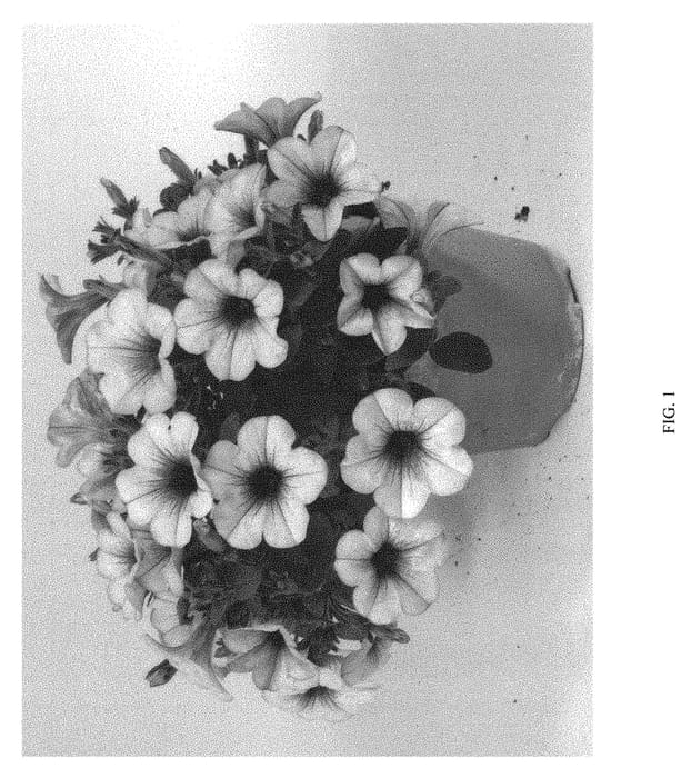 Figure 1 of US plant patent PP30929, the photograph of DPECAPNKLC printed in the patent.