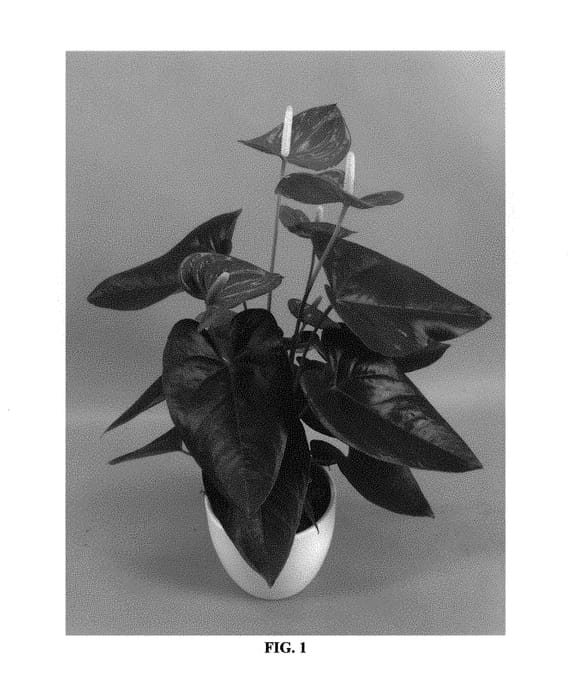 Figure 1 of US plant patent PP30930, the photograph of ANTHYTZEL printed in the patent.