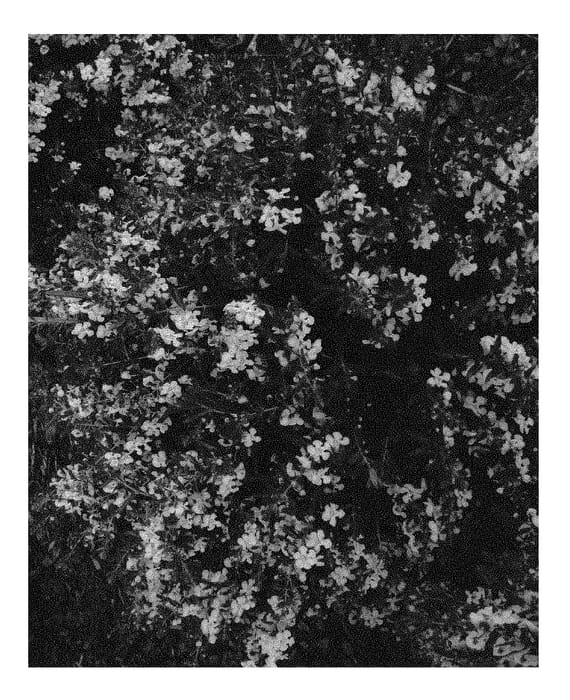Figure 1 of US plant patent PP30931, the photograph of Ancaswhi printed in the patent.