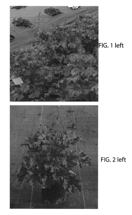 Figure 1 of US plant patent PP30932, the photograph of TNHEUGA printed in the patent.