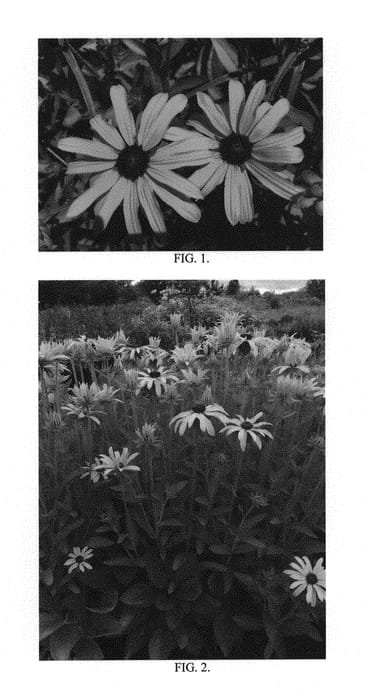 Figure 1 of US plant patent PP30933, the photograph of Glitters like Gold printed in the patent.