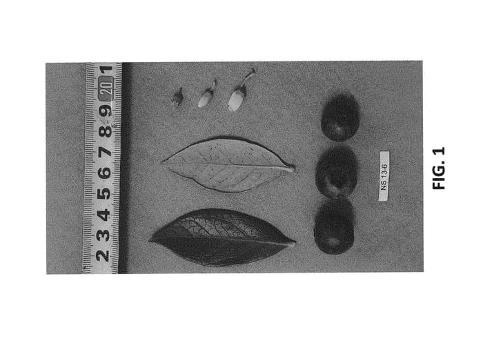 Figure 1 of US plant patent PP30934, the photograph of NS 13-6 printed in the patent.