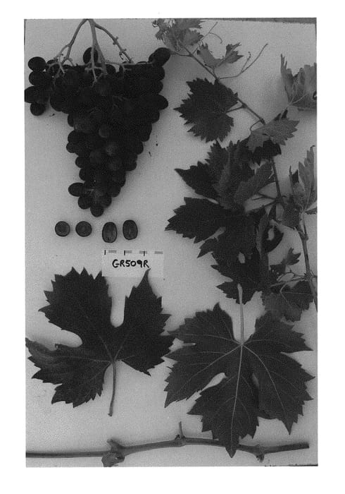Figure 1 of US plant patent PP30935, the photograph of Sugrafiftyfive printed in the patent.
