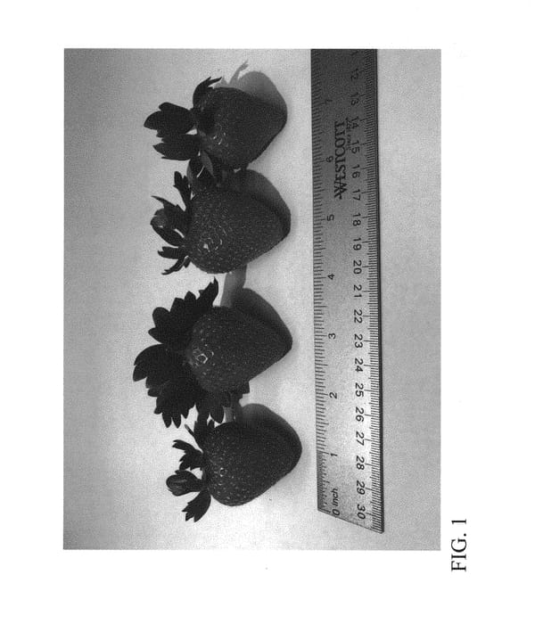 Figure 1 of US plant patent PP30936, the photograph of DrisStrawSixtyFour printed in the patent.