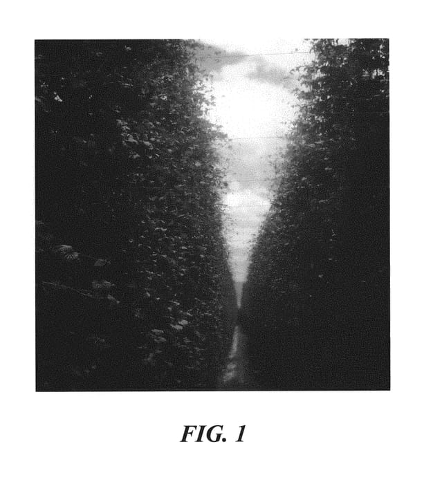 Figure 1 of US plant patent PP30937, the photograph of J-007 printed in the patent.