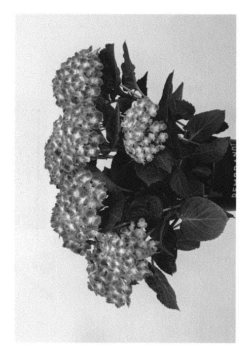 Figure 1 of US plant patent PP30938, the photograph of HORE0046 printed in the patent.