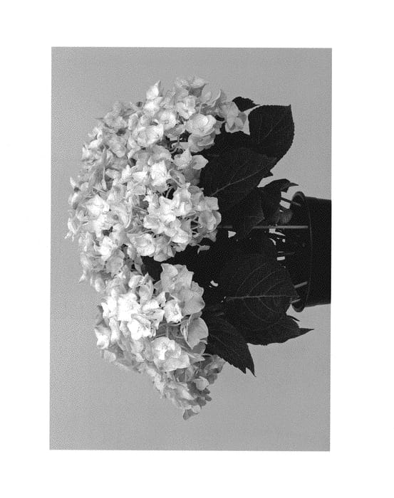 Figure 1 of US plant patent PP30939, the photograph of HORE0031 printed in the patent.