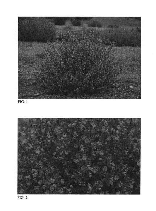 Figure 1 of US plant patent PP30940, the photograph of Kitten Around printed in the patent.