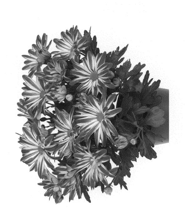 Figure 1 of US plant patent PP30942, the photograph of Fichryraincar printed in the patent.