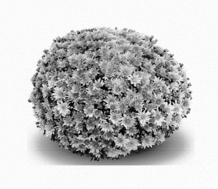 Figure 1 of US plant patent PP30943, the photograph of Arluno Dark Pink printed in the patent.
