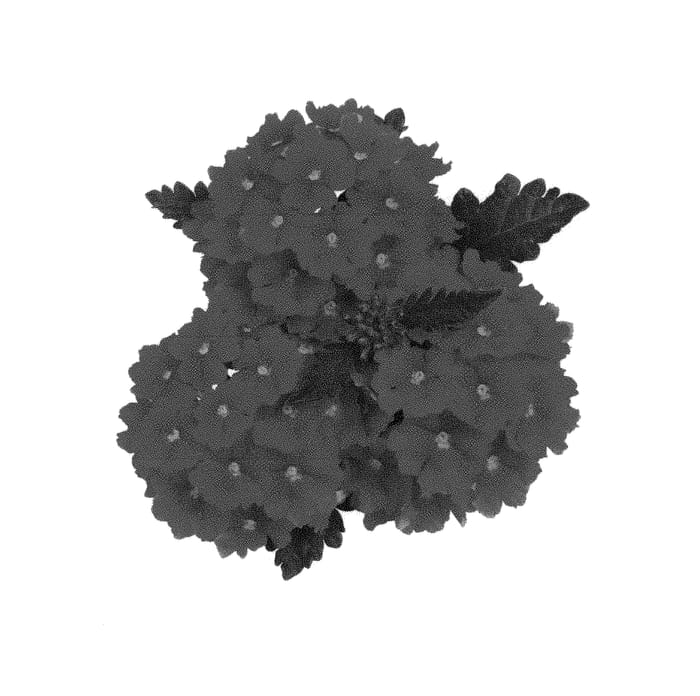 Figure 1 of US plant patent PP30944, the photograph of Dovemsuch printed in the patent.