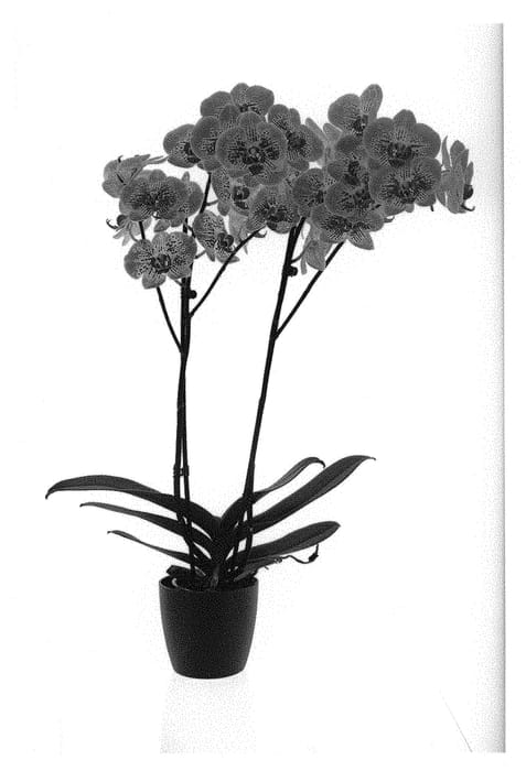 Figure 1 of US plant patent PP30945, the photograph of MI00863 printed in the patent.