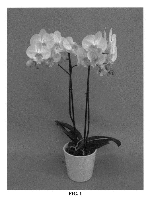 Figure 1 of US plant patent PP30946, the photograph of PHALGOSEP printed in the patent.